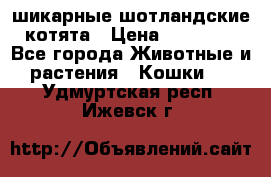шикарные шотландские котята › Цена ­ 15 000 - Все города Животные и растения » Кошки   . Удмуртская респ.,Ижевск г.